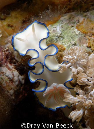 Nudibranch. Nikon D80, 60mm. by Dray Van Beeck 