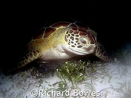 Turtle at Coral Gardens
Provo, Turks and Caicos by Richard Bowes 