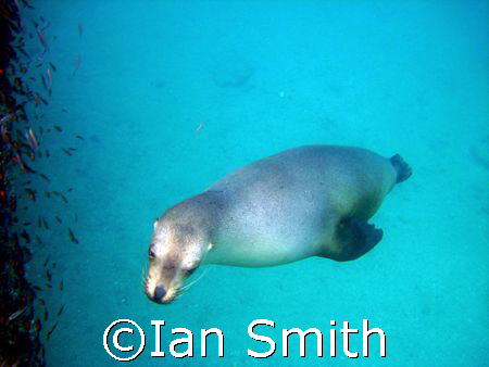 Galapagos sealion trying to help! by Ian Smith 
