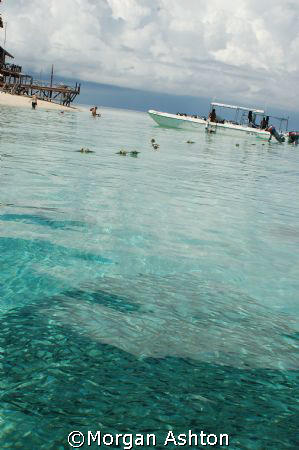 A school of fish at high tide. Sipadan. by Morgan Ashton 