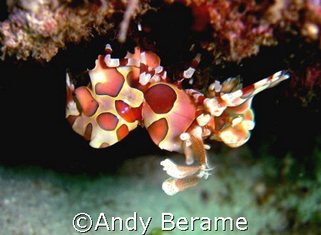 harlequin shrimp @ maribago marine station, lapu-lapu cit... by Andy Berame 