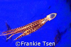MIMIC OCTOPUS trying to escape from us. D70s, 60mm.
LEMB... by Frankie Tsen 