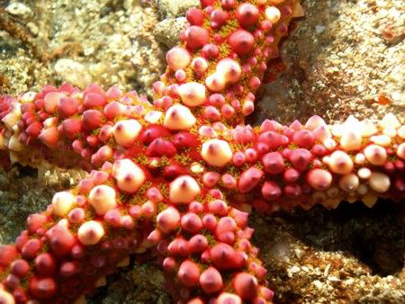 Starfish, Puerto Galera, Philippines by Eliel Alfon 