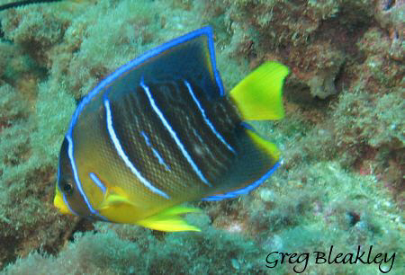Juv. Blue Angle

taken in Pensacola Fl. on the Tex Edwards by Greg Bleakley 
