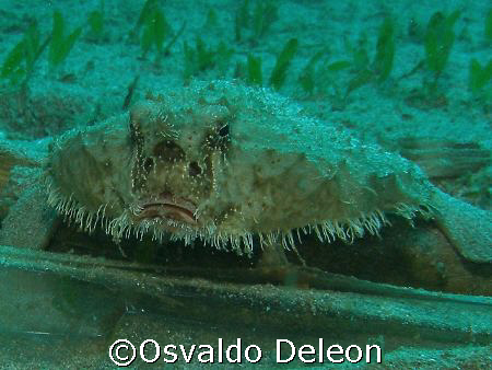 Batfish, at Aguadilla Crash Boat,  by Osvaldo Deleon 