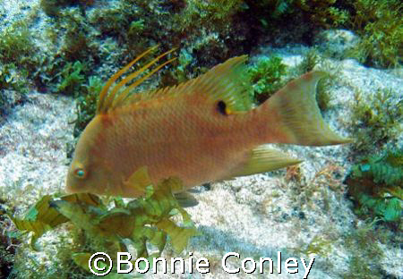 Hogfish at Isla Mujeres.  Taken with a Canon Powershot SD... by Bonnie Conley 