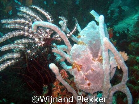 My first frogfish :) by Wijnand Plekker 