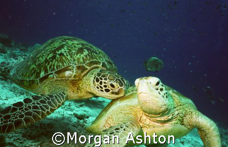 A shoulder to lean on. Sipadan.  by Morgan Ashton 