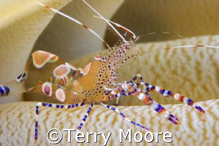 Pederson Shrimp taken with Canon 20D and 100mm Macro by Terry Moore 