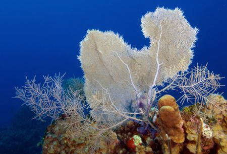 Reef Scene in Cayman by Andy Lerner 
