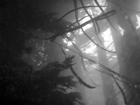 Picture taken under local pier  by Gavin Cooke 