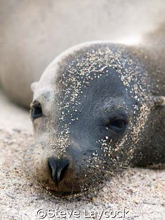 Sealion in Galapagos, resting after playing with scuba di... by Steve Laycock 