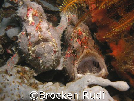 Two Frogfiches toughetter by Brocken Rudi 