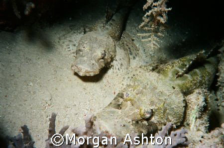 A pair of crocodilefish off Mabul Island by Morgan Ashton 