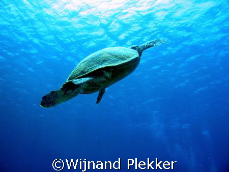 Turtle @ Sharm by Wijnand Plekker 
