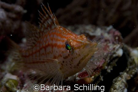 Longnose hawkfish taken in the Maldives by Barbara Schlilling 