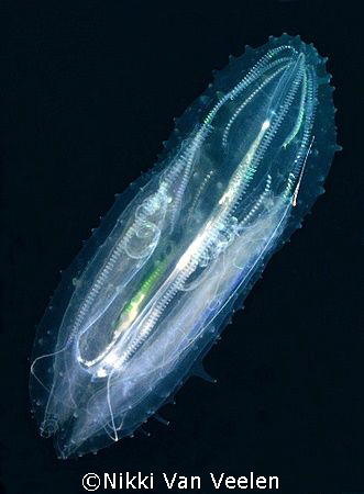 Warty seawasp taken at Quays site, Ras  Mohamed Park by Nikki Van Veelen 