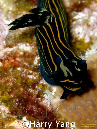 green island---Nudibranchia  by Harry Yang 