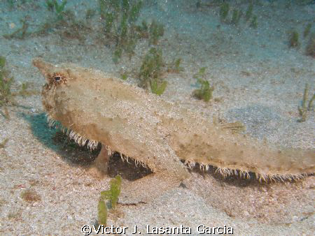 nice batfish at crash boat dive site in aguadilla PUERTO ... by Victor J. Lasanta Garcia 