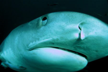 oops a tiger shark bumps my dome port. close! too close by Fiona Ayerst 