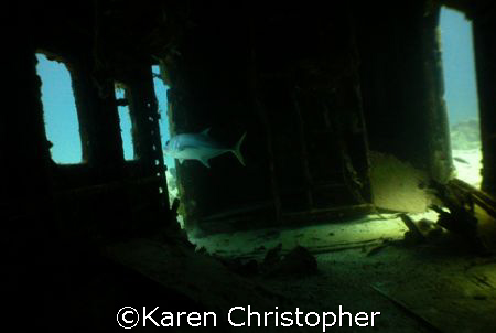BVI Airways plane sunk for a wreck dive. Here a jack swim... by Karen Christopher 