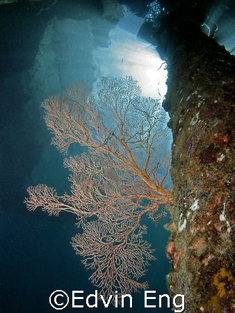 Ray Of Life! Taken In Tioman With Canon S80. by Edvin Eng 