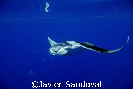 great encounter by Javier Sandoval 