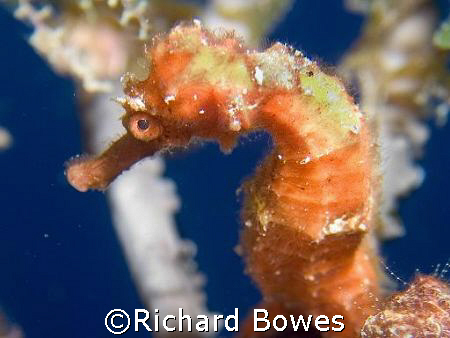 Sea horse
Provo, Turks and Caicos by Richard Bowes 