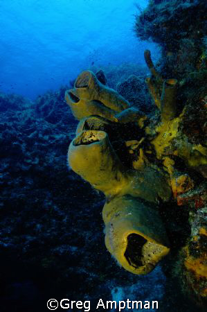 Barrel Sponges by Greg Amptman 