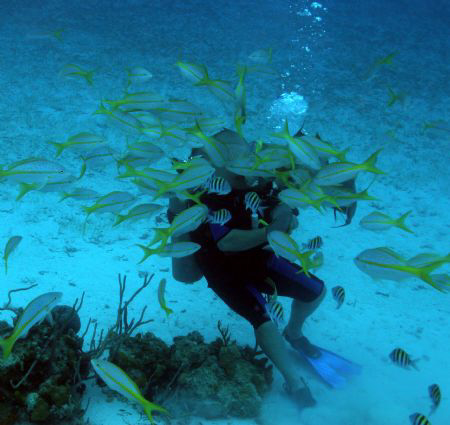 "Fish Mugging" - This tourist diver new to the Reef City.... by Ting Tsui 