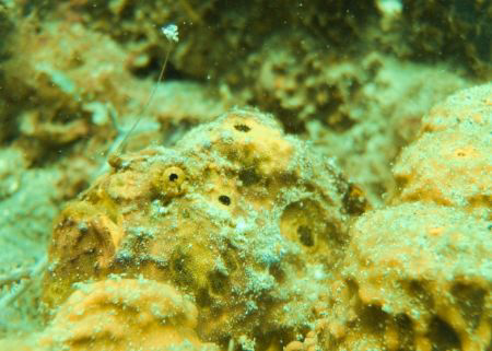 Fishing Frog Fish by Roger Webb 