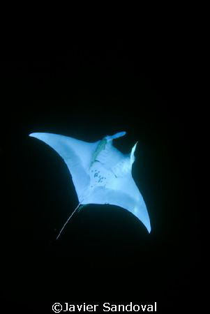 It was late afternoon not to much light and the manta swa... by Javier Sandoval 