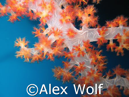 Softcoral (Denderonephtia sp.), North Sulawesi by Alex Wolf 