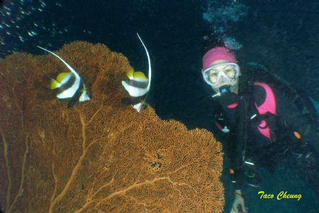 Longfin Bannerfish & Diver at Similan with my Olympus C 7070 by Taco Cheung 