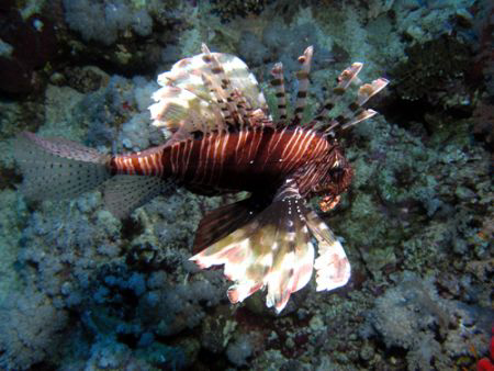 Lion Fish by Adrian Newell 