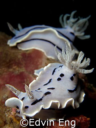 Slow Separation! Taken In Anilao With Canon S80. by Edvin Eng 