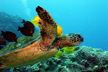 Turtle takes flight - Kona, HI by Ting Tsui 