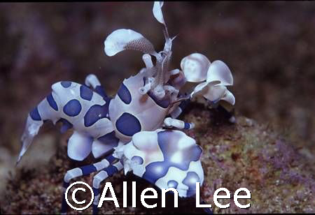 This shrimp is a great  favorite of mine. by Allen Lee 