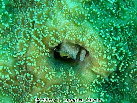 nice secretary blenny inside star coral head at paradise ... by Victor J. Lasanta Garcia 