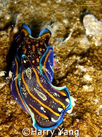 Philinopsis cyanea :Cephalaspidea 
 拍攝地點: 墾丁 船帆石 by Harry Yang 