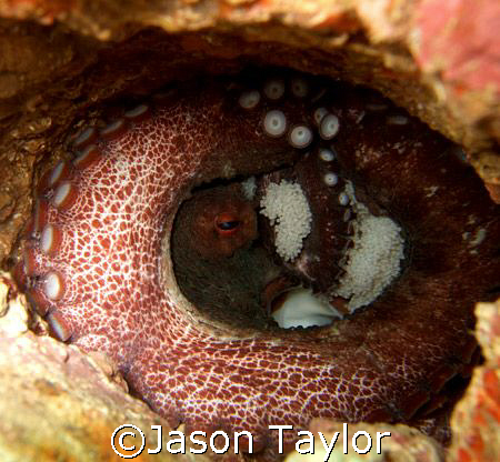 reef octopus by Jason Taylor 