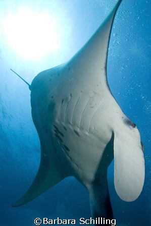 Manta cruising through the Lhavijani Atoll in the Maldives by Barbara Schilling 