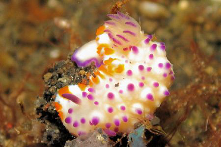 Taken at Lembeh Straits by Dennis Siau 