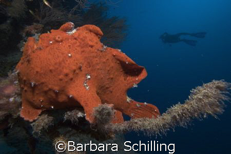 Diver with Frogfish in the front, taken in the Maldives by Barbara Schilling 