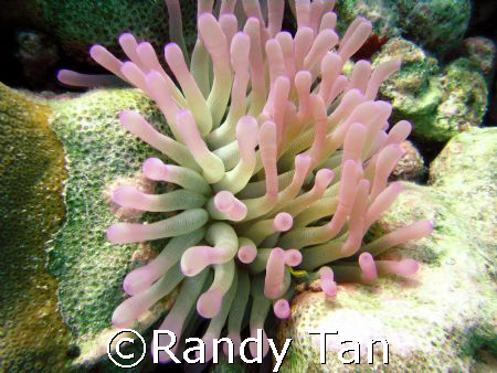 taken by Canon s70 by Randy Tan 