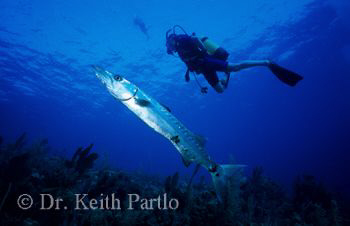 Saba by Keith Partlo 