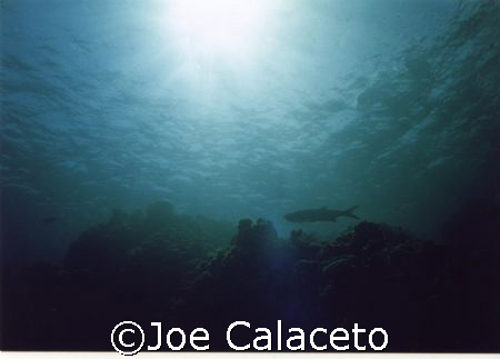 Cayman Seascape by Joe Calaceto 