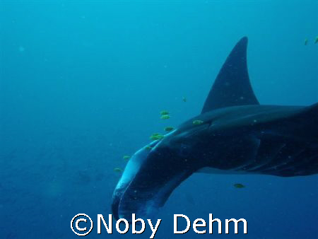 manta with pilotfish by Noby Dehm 
