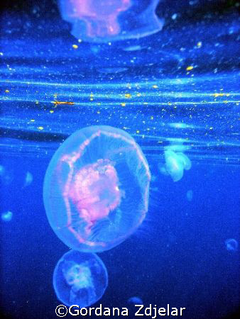 Jelly in mirror by Gordana Zdjelar 