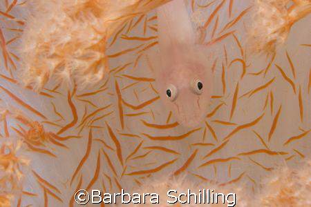 Very well camouflaged in Lembeh Strait Indonesia by Barbara Schilling 